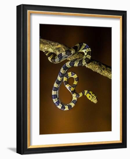 View of snake on branch, Madagascar-Panoramic Images-Framed Photographic Print