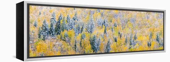 View of snow at autumn, Wells Gray Provincial Park, British Columbia, Canada-Panoramic Images-Framed Premier Image Canvas