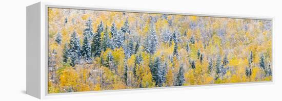 View of snow at autumn, Wells Gray Provincial Park, British Columbia, Canada-Panoramic Images-Framed Premier Image Canvas