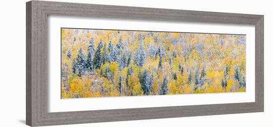 View of snow at autumn, Wells Gray Provincial Park, British Columbia, Canada-Panoramic Images-Framed Photographic Print