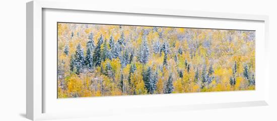 View of snow at autumn, Wells Gray Provincial Park, British Columbia, Canada-Panoramic Images-Framed Photographic Print