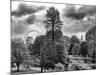 View of St James's Park Lake and Big Ben - London - UK - England - United Kingdom - Europe-Philippe Hugonnard-Mounted Photographic Print