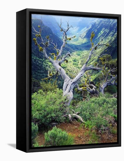 View of Steens Mountain at Little Blitzen River Gorge, Oregon, USA-Scott T. Smith-Framed Premier Image Canvas