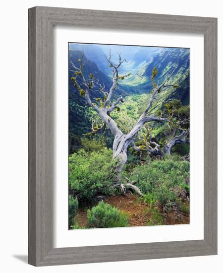 View of Steens Mountain at Little Blitzen River Gorge, Oregon, USA-Scott T. Smith-Framed Photographic Print