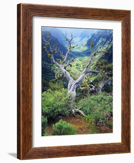 View of Steens Mountain at Little Blitzen River Gorge, Oregon, USA-Scott T. Smith-Framed Photographic Print