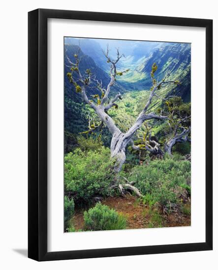 View of Steens Mountain at Little Blitzen River Gorge, Oregon, USA-Scott T. Smith-Framed Photographic Print