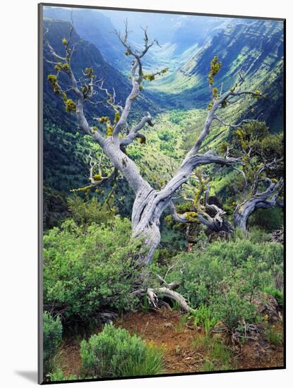 View of Steens Mountain at Little Blitzen River Gorge, Oregon, USA-Scott T. Smith-Mounted Photographic Print