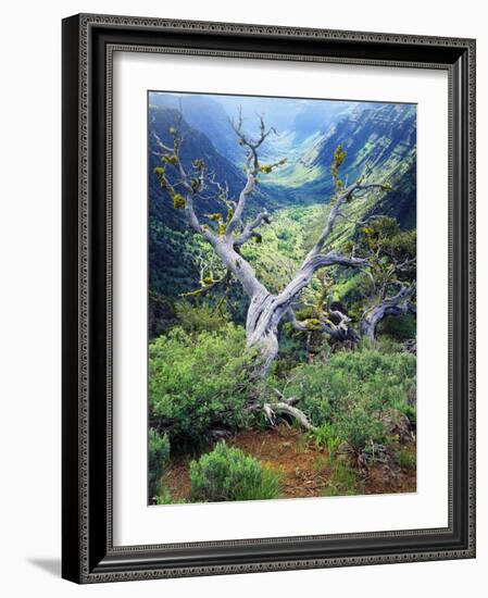 View of Steens Mountain at Little Blitzen River Gorge, Oregon, USA-Scott T. Smith-Framed Photographic Print