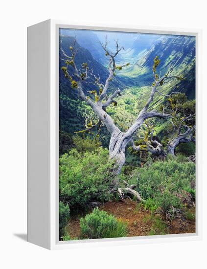 View of Steens Mountain at Little Blitzen River Gorge, Oregon, USA-Scott T. Smith-Framed Premier Image Canvas