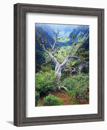 View of Steens Mountain at Little Blitzen River Gorge, Oregon, USA-Scott T. Smith-Framed Photographic Print