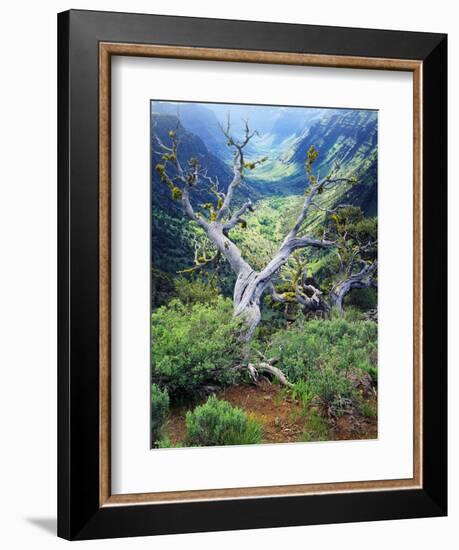 View of Steens Mountain at Little Blitzen River Gorge, Oregon, USA-Scott T. Smith-Framed Photographic Print