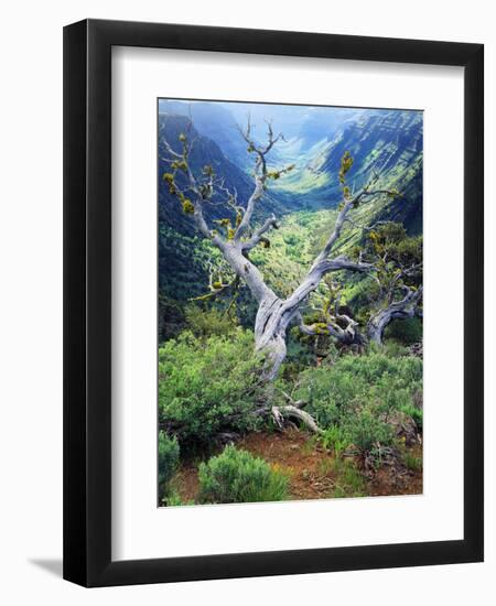 View of Steens Mountain at Little Blitzen River Gorge, Oregon, USA-Scott T. Smith-Framed Photographic Print