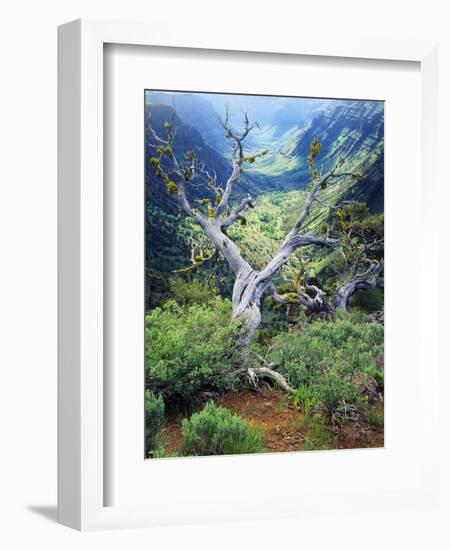 View of Steens Mountain at Little Blitzen River Gorge, Oregon, USA-Scott T. Smith-Framed Photographic Print