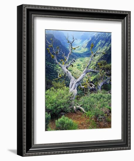 View of Steens Mountain at Little Blitzen River Gorge, Oregon, USA-Scott T. Smith-Framed Photographic Print