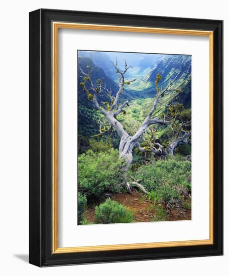 View of Steens Mountain at Little Blitzen River Gorge, Oregon, USA-Scott T. Smith-Framed Photographic Print