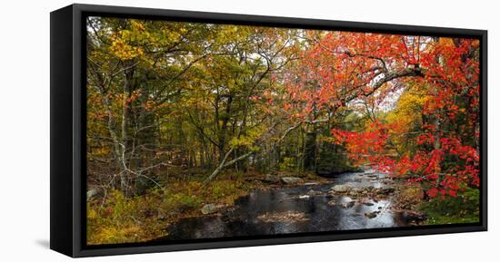 View of stream in fall colors, Maine, USA-null-Framed Premier Image Canvas