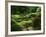 View of Strolling Pond Garden, Portland, Oregon, USA-Adam Jones-Framed Photographic Print