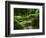 View of Strolling Pond Garden, Portland, Oregon, USA-Adam Jones-Framed Photographic Print