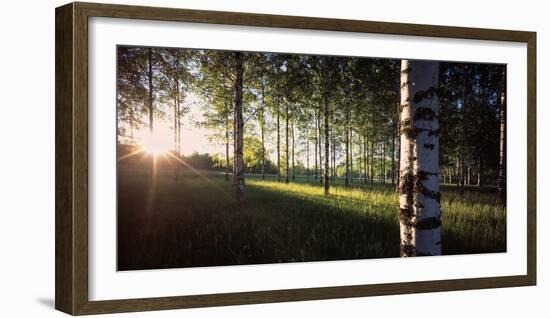 View of sun rays through birch trees, Imatra, Finland-Panoramic Images-Framed Photographic Print