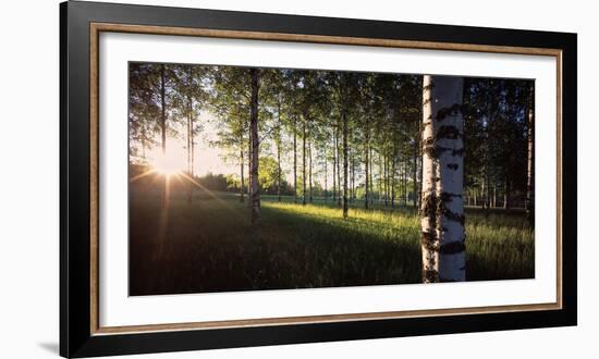 View of sun rays through birch trees, Imatra, Finland-Panoramic Images-Framed Photographic Print