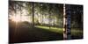 View of sun rays through birch trees, Imatra, Finland-Panoramic Images-Mounted Photographic Print