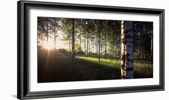 View of sun rays through birch trees, Imatra, Finland-Panoramic Images-Framed Photographic Print
