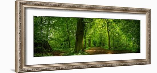 View of sun rays through dense woodland, St. Catherine's Wood, Hardwick Park, Derbyshire, England-Frank Fell-Framed Photographic Print