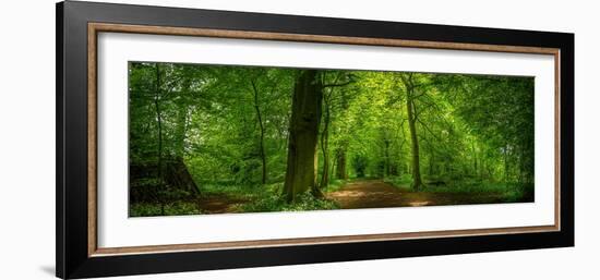 View of sun rays through dense woodland, St. Catherine's Wood, Hardwick Park, Derbyshire, England-Frank Fell-Framed Photographic Print