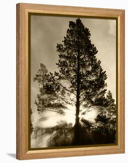 View of Sunbeam Through Trees, Yellowstone National Park, Wyoming, USA-Scott T. Smith-Framed Premier Image Canvas