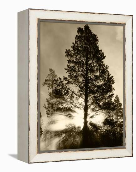 View of Sunbeam Through Trees, Yellowstone National Park, Wyoming, USA-Scott T. Smith-Framed Premier Image Canvas