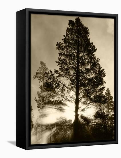 View of Sunbeam Through Trees, Yellowstone National Park, Wyoming, USA-Scott T. Smith-Framed Premier Image Canvas