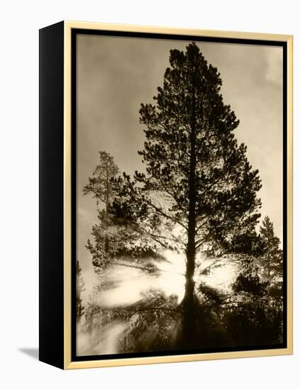 View of Sunbeam Through Trees, Yellowstone National Park, Wyoming, USA-Scott T. Smith-Framed Premier Image Canvas