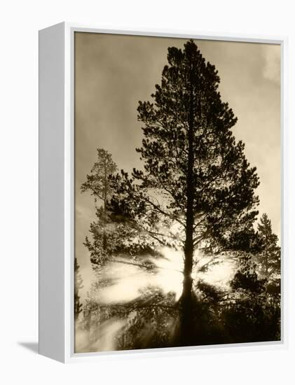 View of Sunbeam Through Trees, Yellowstone National Park, Wyoming, USA-Scott T. Smith-Framed Premier Image Canvas