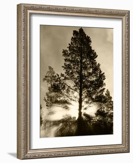 View of Sunbeam Through Trees, Yellowstone National Park, Wyoming, USA-Scott T. Smith-Framed Photographic Print