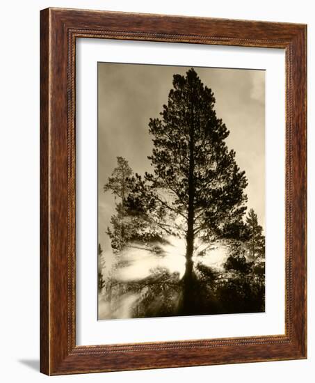 View of Sunbeam Through Trees, Yellowstone National Park, Wyoming, USA-Scott T. Smith-Framed Photographic Print