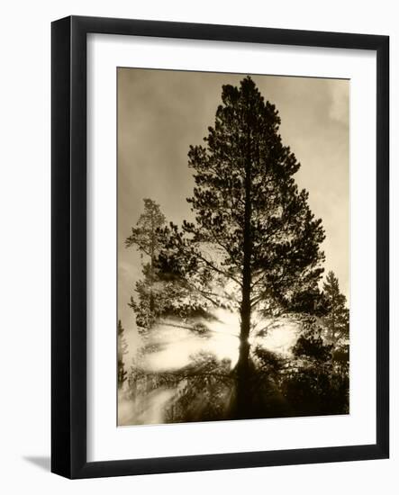 View of Sunbeam Through Trees, Yellowstone National Park, Wyoming, USA-Scott T. Smith-Framed Photographic Print