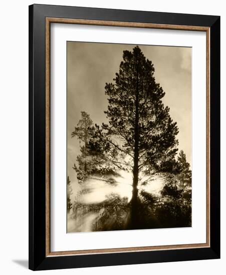 View of Sunbeam Through Trees, Yellowstone National Park, Wyoming, USA-Scott T. Smith-Framed Photographic Print