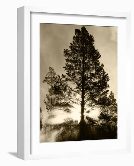 View of Sunbeam Through Trees, Yellowstone National Park, Wyoming, USA-Scott T. Smith-Framed Photographic Print