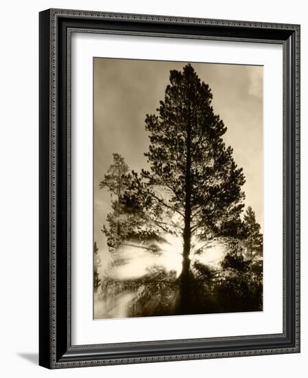 View of Sunbeam Through Trees, Yellowstone National Park, Wyoming, USA-Scott T. Smith-Framed Photographic Print