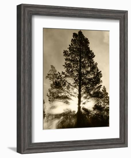 View of Sunbeam Through Trees, Yellowstone National Park, Wyoming, USA-Scott T. Smith-Framed Photographic Print