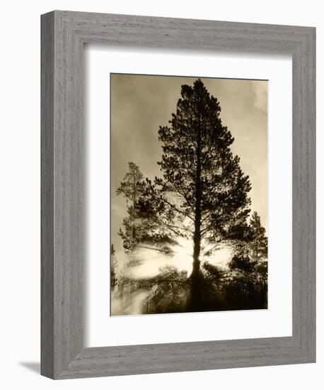 View of Sunbeam Through Trees, Yellowstone National Park, Wyoming, USA-Scott T. Smith-Framed Photographic Print