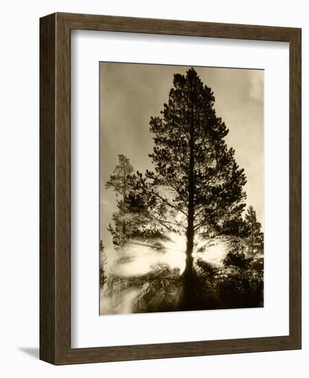 View of Sunbeam Through Trees, Yellowstone National Park, Wyoming, USA-Scott T. Smith-Framed Photographic Print