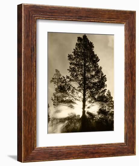 View of Sunbeam Through Trees, Yellowstone National Park, Wyoming, USA-Scott T. Smith-Framed Photographic Print