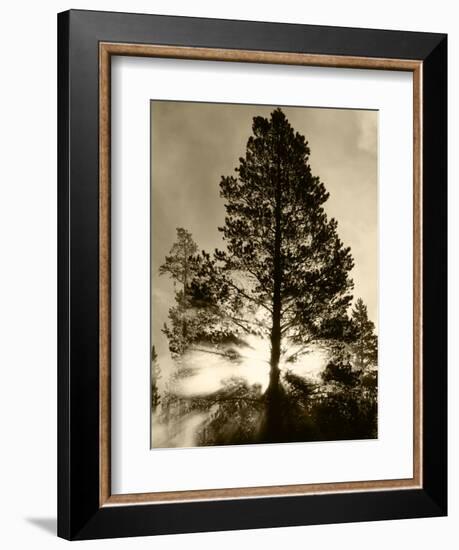 View of Sunbeam Through Trees, Yellowstone National Park, Wyoming, USA-Scott T. Smith-Framed Photographic Print