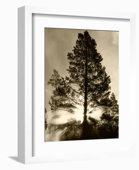 View of Sunbeam Through Trees, Yellowstone National Park, Wyoming, USA-Scott T. Smith-Framed Photographic Print