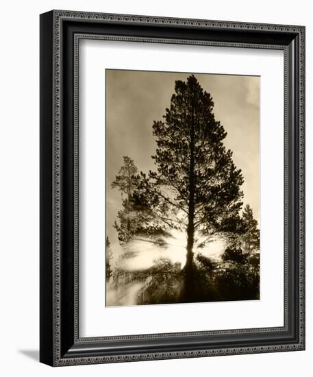 View of Sunbeam Through Trees, Yellowstone National Park, Wyoming, USA-Scott T. Smith-Framed Photographic Print