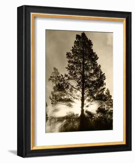 View of Sunbeam Through Trees, Yellowstone National Park, Wyoming, USA-Scott T. Smith-Framed Photographic Print