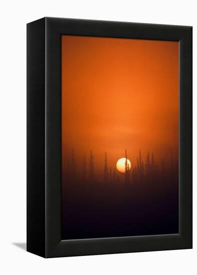 View of Sunrise over Spruces Trees, Fairbanks, Alaska, USA-Hugh Rose-Framed Premier Image Canvas