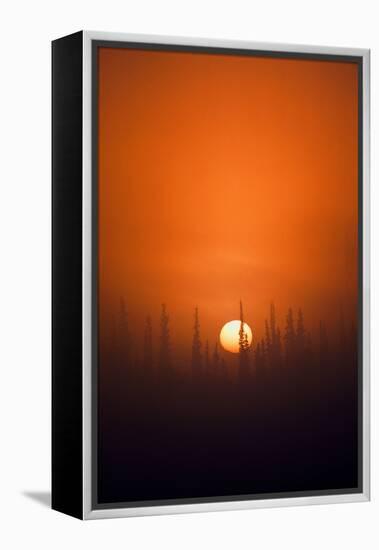 View of Sunrise over Spruces Trees, Fairbanks, Alaska, USA-Hugh Rose-Framed Premier Image Canvas
