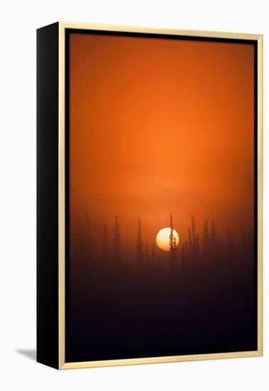 View of Sunrise over Spruces Trees, Fairbanks, Alaska, USA-Hugh Rose-Framed Premier Image Canvas